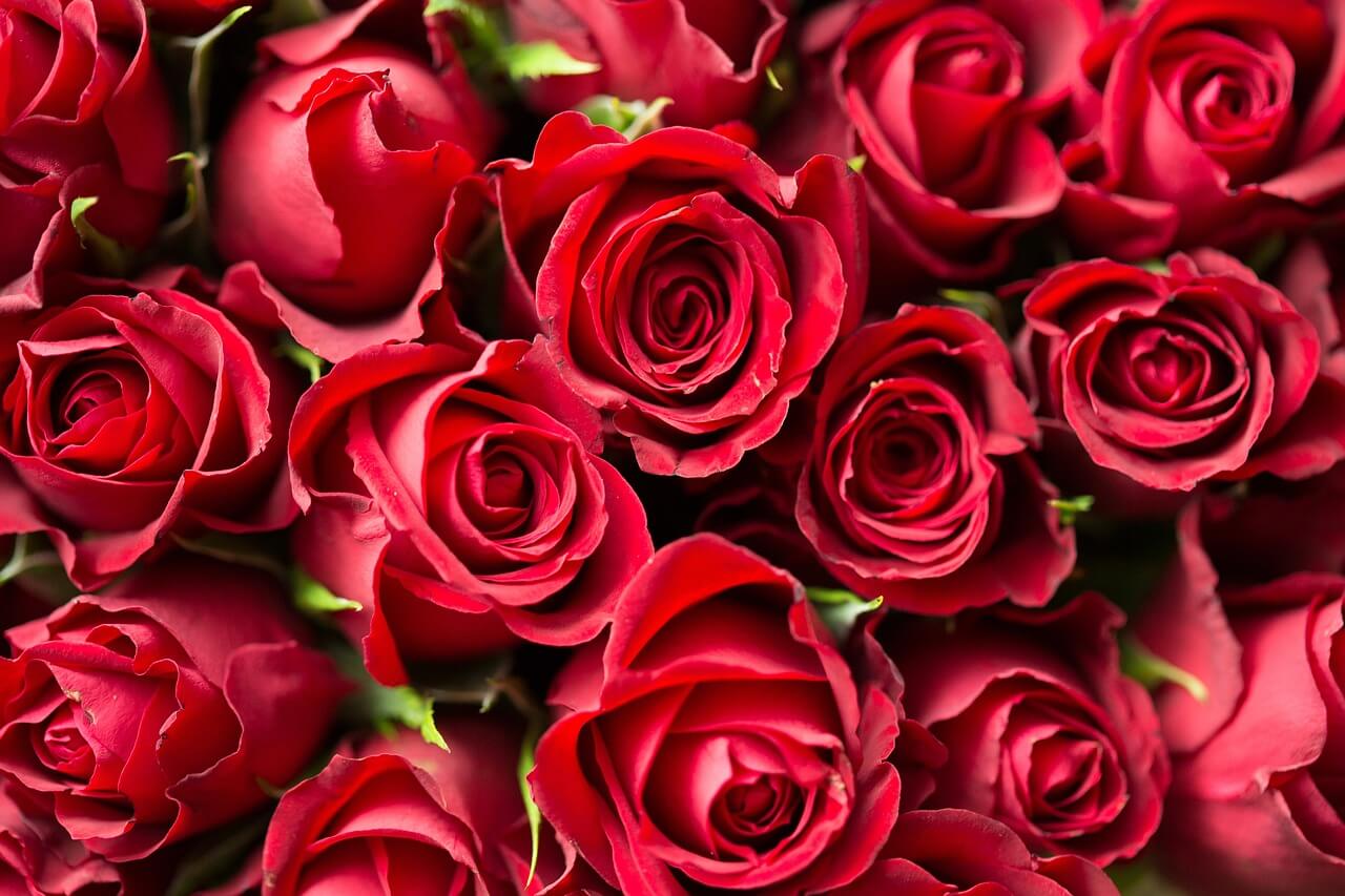 W Focus Park Rybnik rozdanych zostanie 90 róż. Zdj. Pixabay