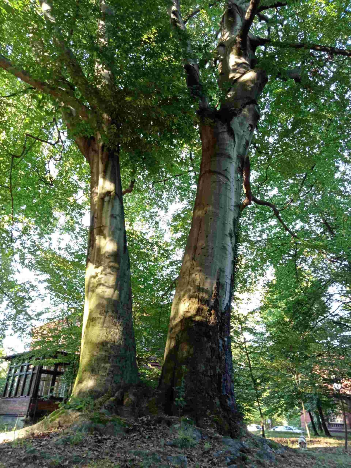 Niewzruszona wynikami plebiscytu na Drzewo Roku 2024 Victoria jest ozdobą parku na terenie Klinicznego Szpitala Psychiatrycznego w Rybniku Zdj. Wacław Troszka