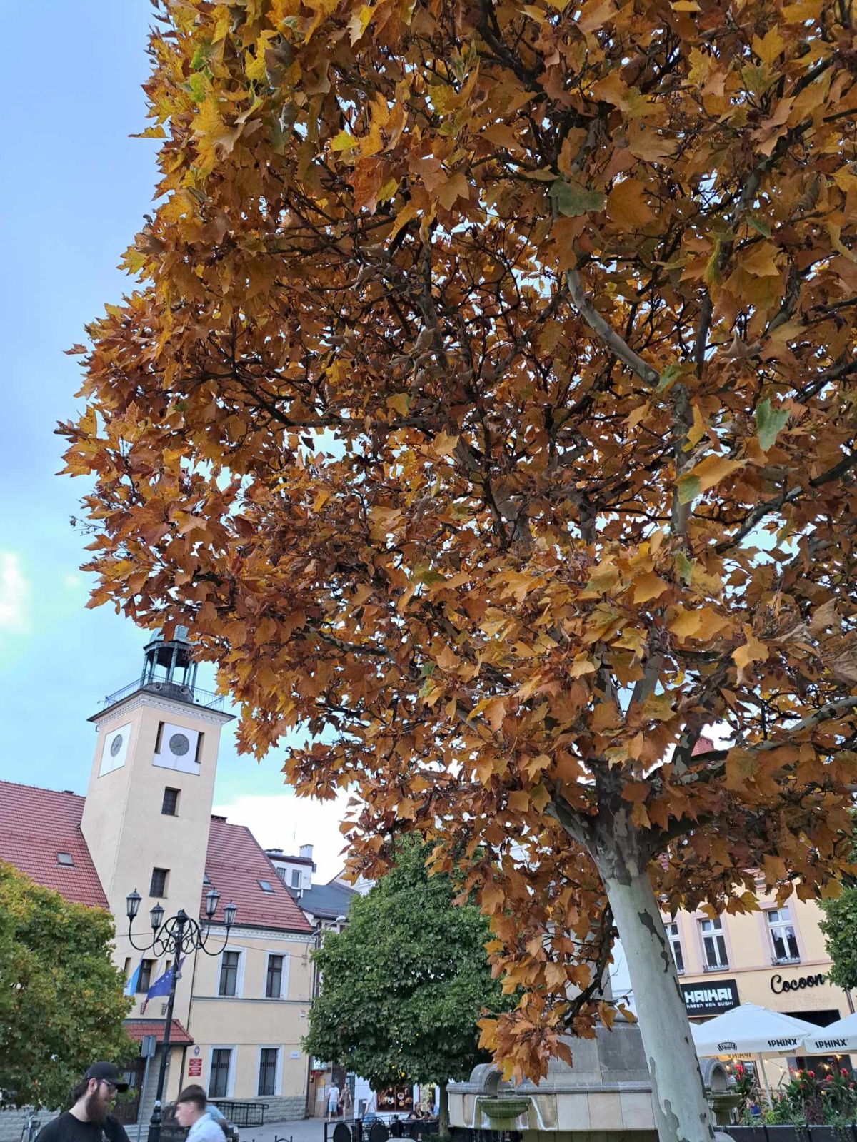 Jeden ze starych platanów posadzonych na rynku w latach 90. już gubi liście.