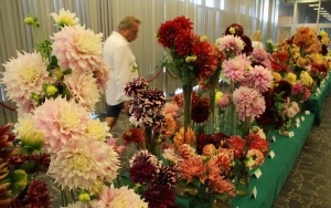 Międzynarodowa wystawa dalii, mieczyków i kompozycji kwiatowych (1)