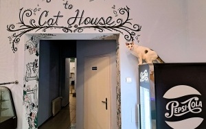 Kocia kawiarnia Cat House w Rybniku (12)