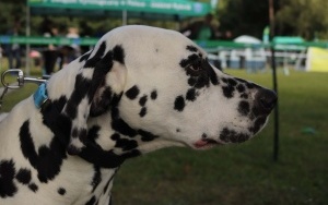 Najpiękniejsze psy na świecie w Rybniku (7)