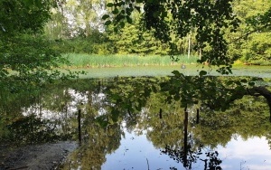 Okrzeszyniec - oaza zieleni (12)