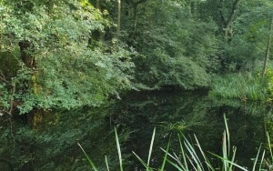 Okrzeszyniec - oaza zieleni (14)