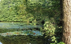 Okrzeszyniec - oaza zieleni (2)