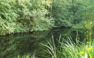 Okrzeszyniec - oaza zieleni (4)