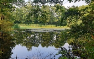 Okrzeszyniec - oaza zieleni (6)