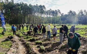 2500 nowych drzew w Rybniku (2)