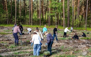 2500 nowych drzew w Rybniku (4)