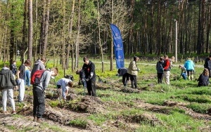 2500 nowych drzew w Rybniku (6)