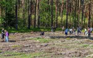 2500 nowych drzew w Rybniku (8)