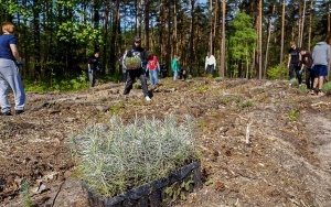 2500 nowych drzew w Rybniku (12)