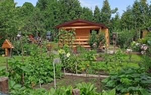 Lato w ogródkach działkowych w Rybniku (1)