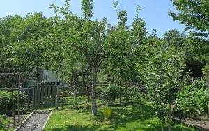 Lato w ogródkach działkowych w Rybniku (6)