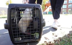  Pet Patrol kontynuuje odławianie zwierząt do azylu (3)