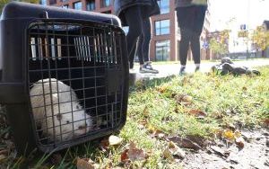  Pet Patrol kontynuuje odławianie zwierząt do azylu (5)