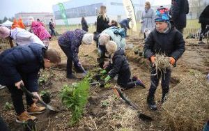 Sadzenie rybnickiego lasu kieszonkowego (13)